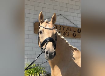 Deutsches Reitpony, Stute, 8 Jahre, 152 cm, Palomino