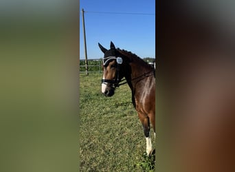 Deutsches Reitpony Mix, Stute, 8 Jahre, 152 cm, Schecke