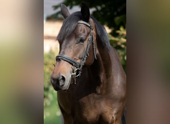 Deutsches Reitpony, Stute, 8 Jahre, 153 cm, Brauner