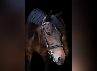 Deutsches Reitpony, Stute, 8 Jahre, 153 cm, Brauner
