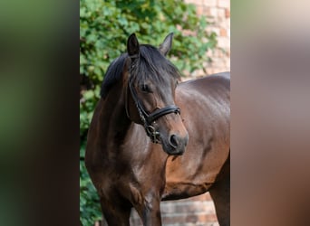 Deutsches Reitpony, Stute, 8 Jahre, 153 cm, Brauner