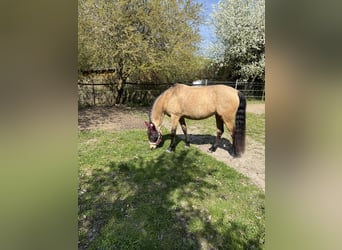 Deutsches Reitpony, Stute, 8 Jahre, 153 cm, Buckskin
