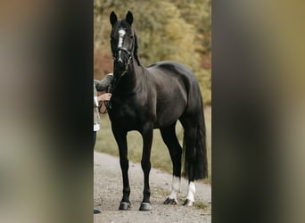 Deutsches Reitpony, Stute, 8 Jahre, 153 cm, Rappe