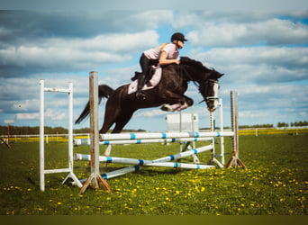 Deutsches Reitpony, Stute, 8 Jahre, 155 cm, Rappschimmel