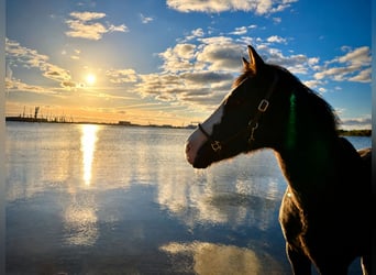 Deutsches Reitpony, Stute, 8 Jahre, 155 cm, Rappschimmel