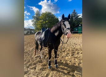Deutsches Reitpony, Stute, 8 Jahre, 155 cm, Rappschimmel