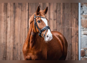 Deutsches Reitpony, Stute, 8 Jahre, 157 cm, Fuchs