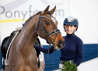 Deutsches Reitpony, Stute, 8 Jahre, Brauner