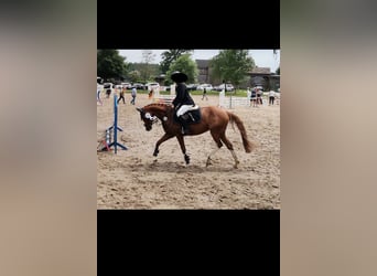 Deutsches Reitpony, Stute, 8 Jahre, Fuchs