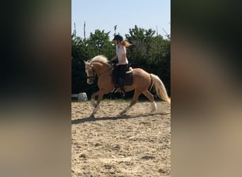 Deutsches Reitpony, Stute, 8 Jahre, Palomino