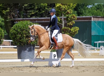 Deutsches Reitpony, Stute, 8 Jahre, Palomino