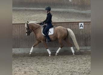 Deutsches Reitpony, Stute, 8 Jahre, Palomino