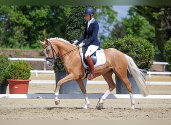 Deutsches Reitpony, Stute, 8 Jahre, Palomino