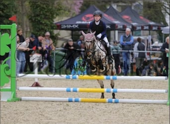 Deutsches Reitpony Mix, Stute, 9 Jahre, 120 cm, Roan-Bay