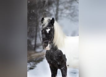 Deutsches Reitpony Mix, Stute, 9 Jahre, 120 cm, Tigerschecke