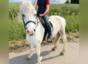 Deutsches Reitpony, Stute, 9 Jahre, 128 cm, Schimmel