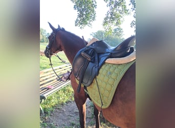 Deutsches Reitpony, Stute, 9 Jahre, 136 cm, Brauner