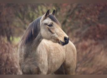 Deutsches Reitpony, Stute, 9 Jahre, 136 cm, Falbe