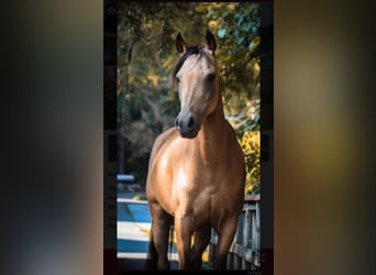 Deutsches Reitpony, Stute, 9 Jahre, 136 cm, Falbe