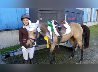 Deutsches Reitpony, Stute, 9 Jahre, 136 cm, Falbe