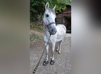 Deutsches Reitpony Mix, Stute, 9 Jahre, 138 cm, Apfelschimmel