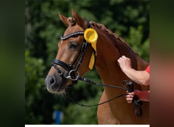 Deutsches Reitpony, Stute, 9 Jahre, 138 cm, Fuchs