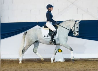 Deutsches Reitpony, Stute, 9 Jahre, 138 cm, Schimmel