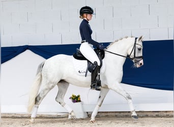 Deutsches Reitpony, Stute, 9 Jahre, 139 cm, Schimmel