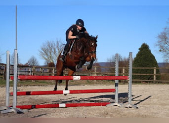Deutsches Reitpony, Stute, 9 Jahre, 140 cm, Brauner