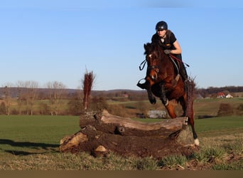 Deutsches Reitpony, Stute, 9 Jahre, 140 cm, Brauner