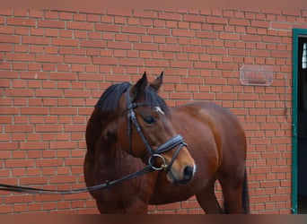 Deutsches Reitpony, Stute, 9 Jahre, 140 cm, Brauner