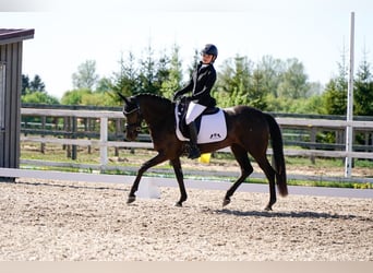 Deutsches Reitpony Mix, Stute, 9 Jahre, 140 cm