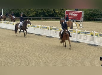 Deutsches Reitpony, Stute, 9 Jahre, 140 cm, Fuchs