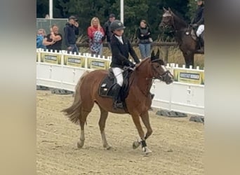 Deutsches Reitpony, Stute, 9 Jahre, 140 cm, Fuchs