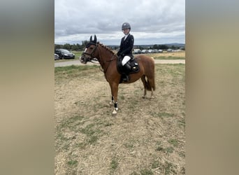 Deutsches Reitpony, Stute, 9 Jahre, 140 cm, Fuchs