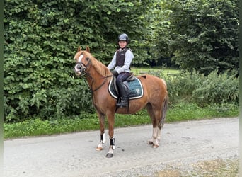 Deutsches Reitpony, Stute, 9 Jahre, 140 cm, Fuchs