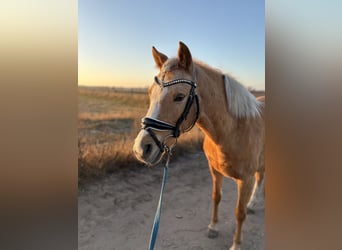 Deutsches Reitpony, Stute, 9 Jahre, 140 cm, Palomino