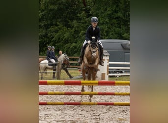 Deutsches Reitpony, Stute, 9 Jahre, 140 cm, Palomino
