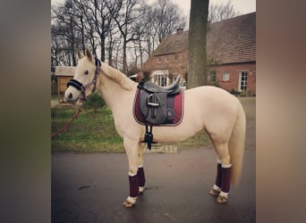 Deutsches Reitpony, Stute, 9 Jahre, 140 cm, Palomino