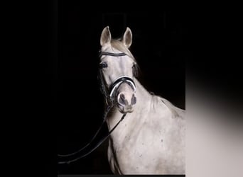 Deutsches Reitpony, Stute, 9 Jahre, 140 cm, Palomino