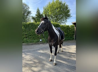 Deutsches Reitpony, Stute, 9 Jahre, 140 cm, Schecke