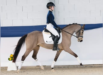 Deutsches Reitpony, Stute, 9 Jahre, 141 cm, Falbe