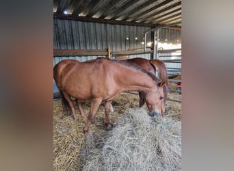 Deutsches Reitpony, Stute, 9 Jahre, 142 cm, Fuchs