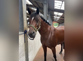 Deutsches Reitpony Mix, Stute, 9 Jahre, 143 cm, Brauner