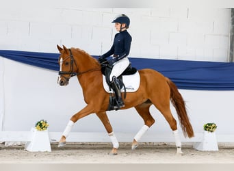 Deutsches Reitpony, Stute, 9 Jahre, 143 cm, Fuchs