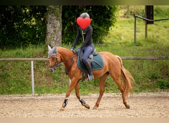 Deutsches Reitpony, Stute, 9 Jahre, 143 cm, Fuchs
