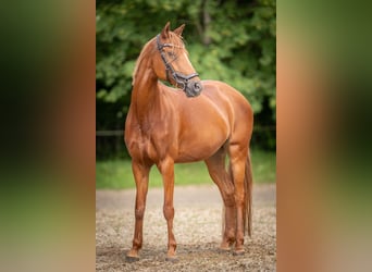 Deutsches Reitpony, Stute, 9 Jahre, 143 cm, Fuchs