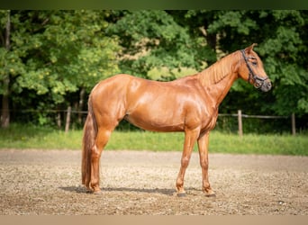 Deutsches Reitpony, Stute, 9 Jahre, 143 cm, Fuchs