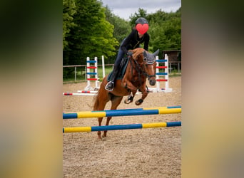 Deutsches Reitpony, Stute, 9 Jahre, 143 cm, Fuchs