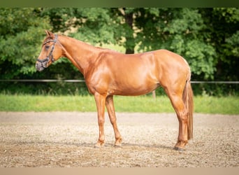 Deutsches Reitpony, Stute, 9 Jahre, 143 cm, Fuchs